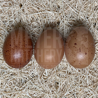 Golden Cuckoo Marans Day Old Chicks