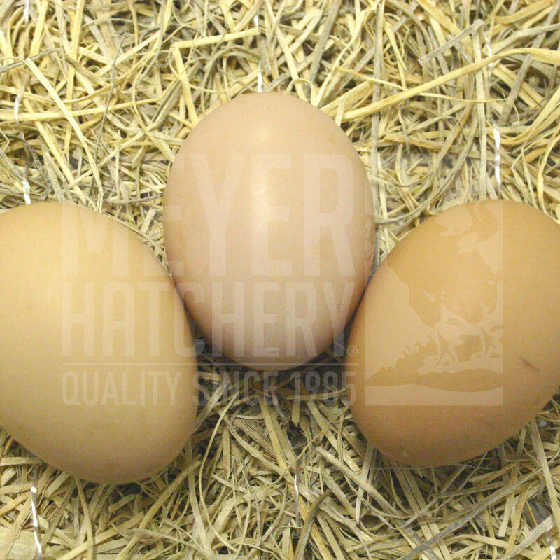 Black Jersey Giant Day Old Chicks