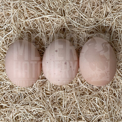 Buff Brahma Day Old Chicks