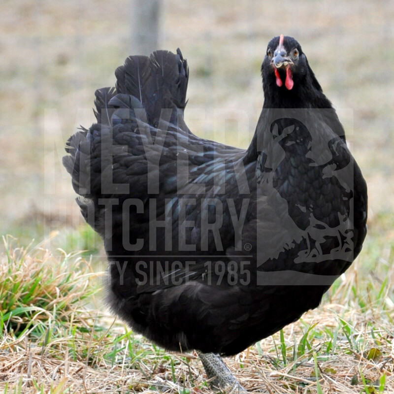 thumbnail image 2 of PRE-SALE: 6 Pure Black Jersey Giant Hatching Eggs - HUGE Breed Chicken Eggs For Incubating 2 of 14
