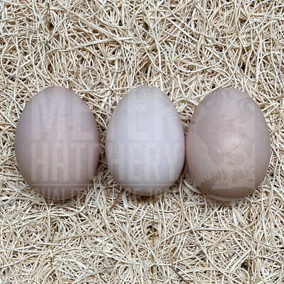 Dark Brahma Day Old Chicks