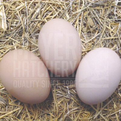 Golden Laced Wyandotte Day Old Chicks