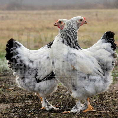 Light Brahma Hatching Eggs