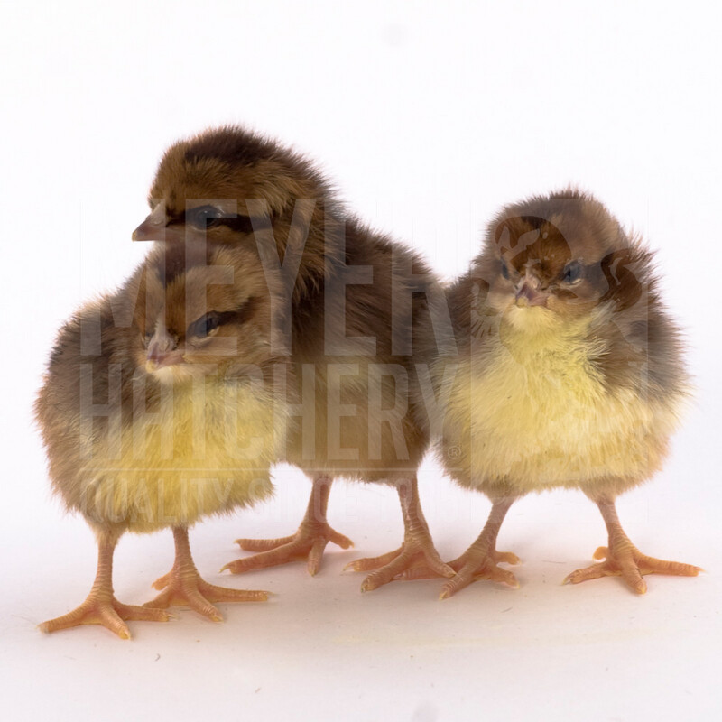 Speckled Sussex Hatching Eggs - Currently Unavailable
