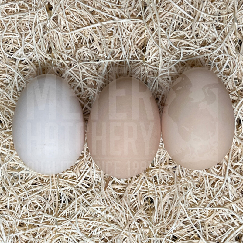 Silver Laced Wyandotte Day Old Chicks