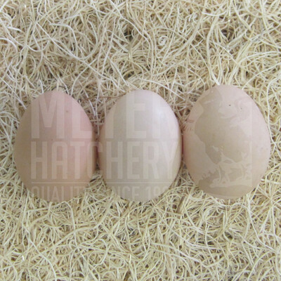Speckled Sussex Hatching Eggs - Currently Unavailable