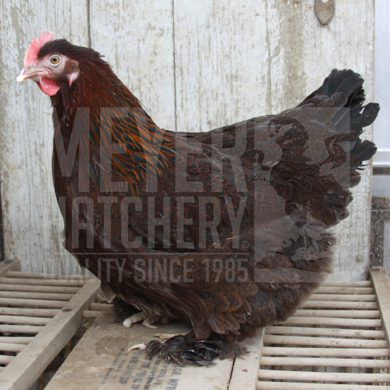 Partridge Cochin Hatching Eggs