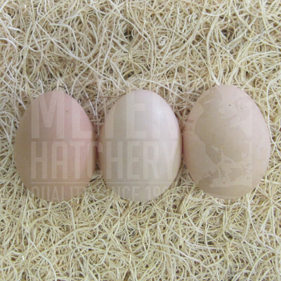 Speckled Sussex Day Old Chicks