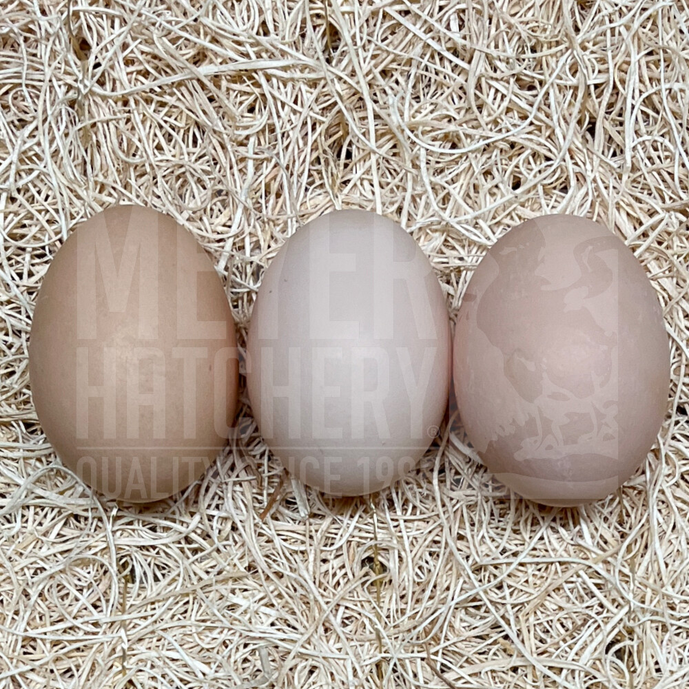 Partridge Cochin Hatching Eggs