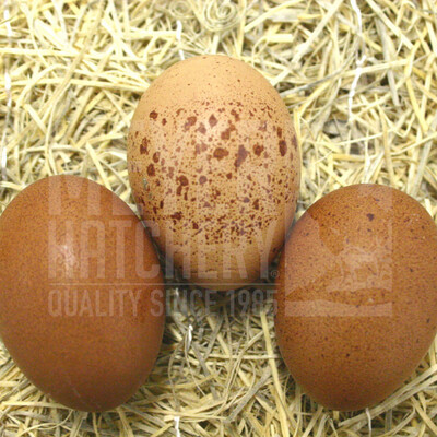 Welsummer Hatching Eggs