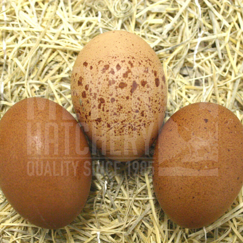 Welsummer Day Old Chicks