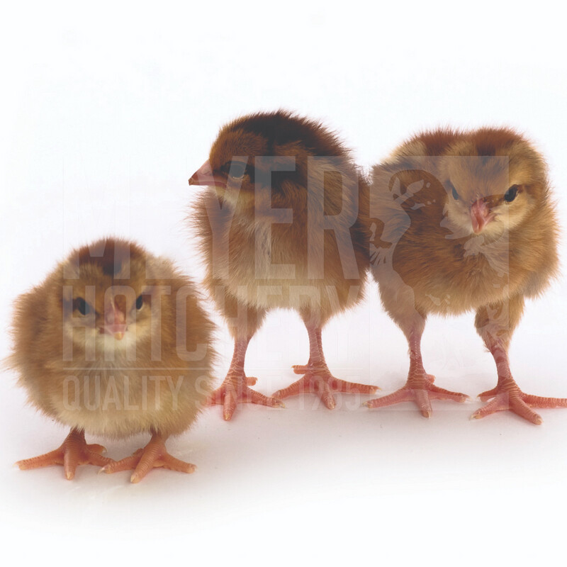 Welsummer Hatching Eggs