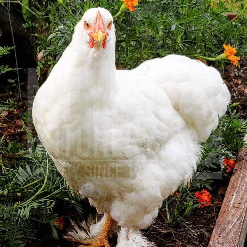 White Cochin Hatching Eggs