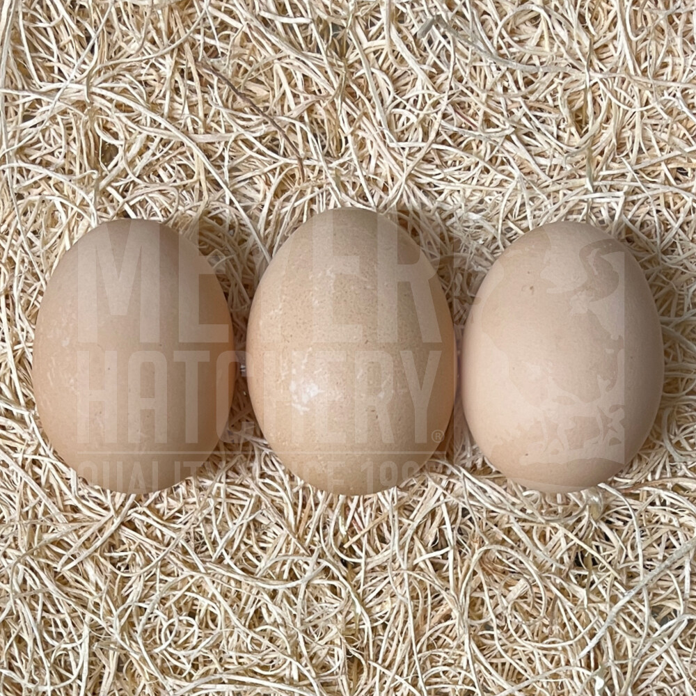 White Cochin Hatching Eggs