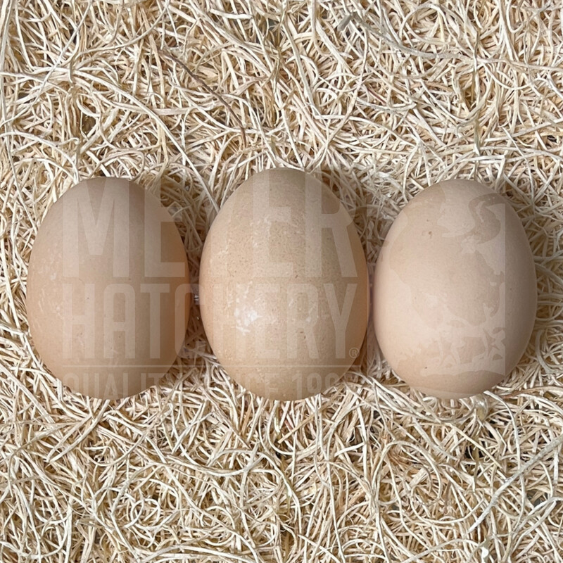 White Cochin Hatching Eggs