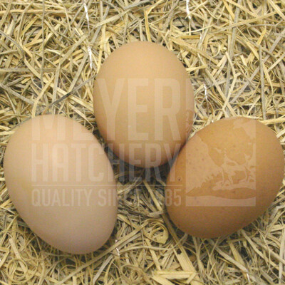 Silver Penciled Plymouth Rock Day Old Chicks
