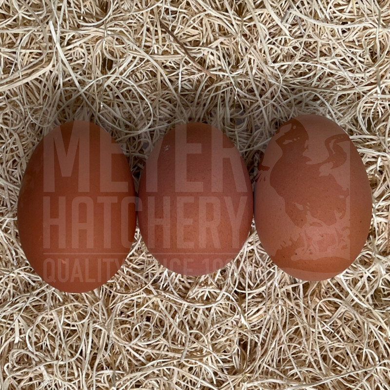 Partridge Penedesenca Day Old Chicks