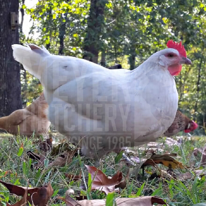Austra White Day Old Chicks