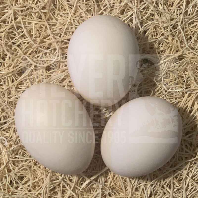 Austra White Day Old Chicks