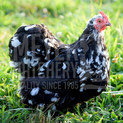 Mottled Cochin Bantam Hatching Eggs
