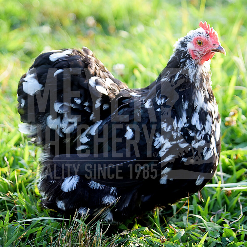Mottled Frizzle (FS) Cochin Bantam Day Old Chicks