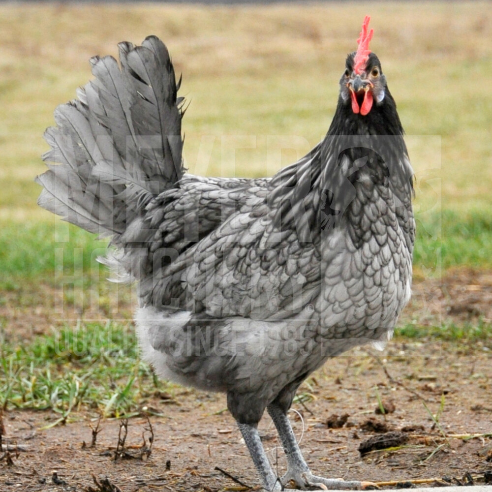 Blue (BBS) Andalusian Day Old Chicks