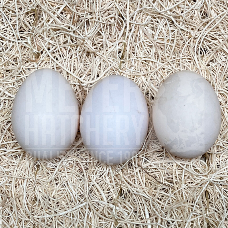 Lisa Steele's Cookies and Cream Day Old Chicks