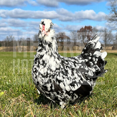 Lisa Steele&#39;s Cookies and Cream Day Old Chicks