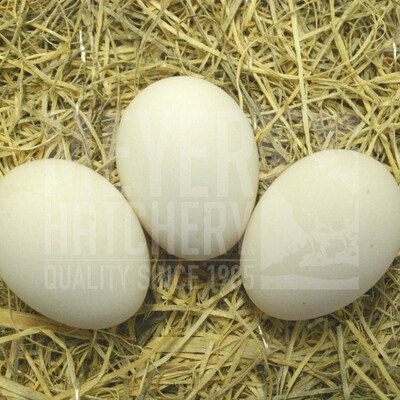 Golden Laced Polish Day Old Chicks