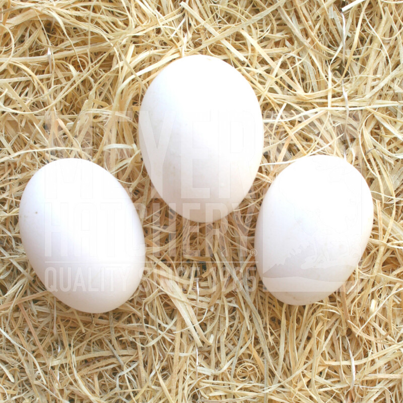 Black Sumatra Day Old Chicks