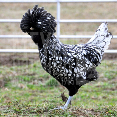 Silver Laced Polish Day Old Chicks