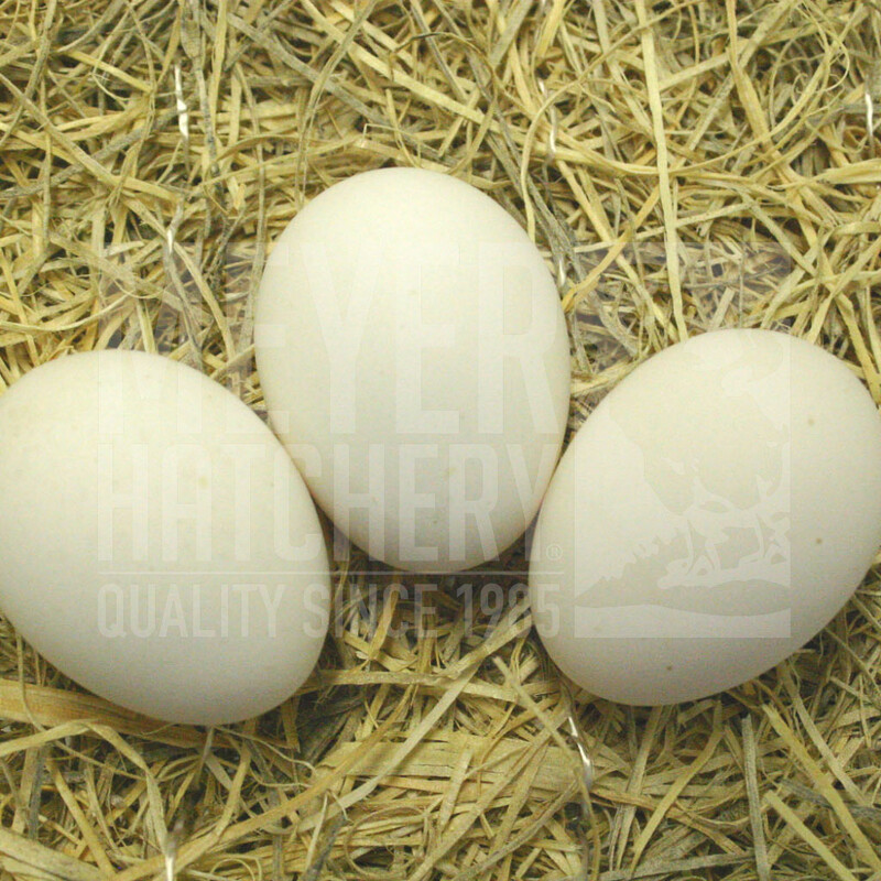 White Crested Black Polish Day Old Chicks