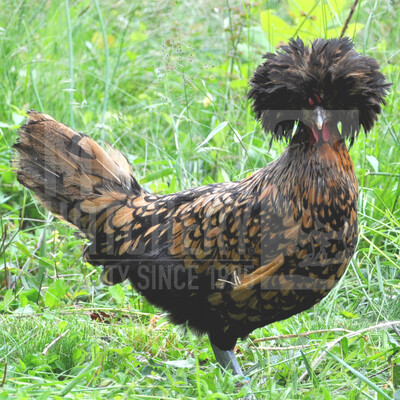 Golden Laced Polish Day Old Chicks
