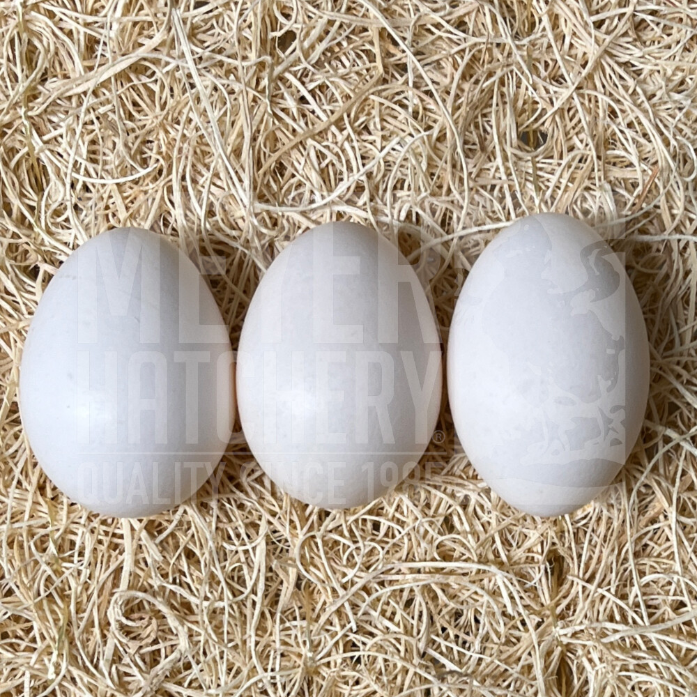 White Crested Black Polish Bantam Hatching Eggs