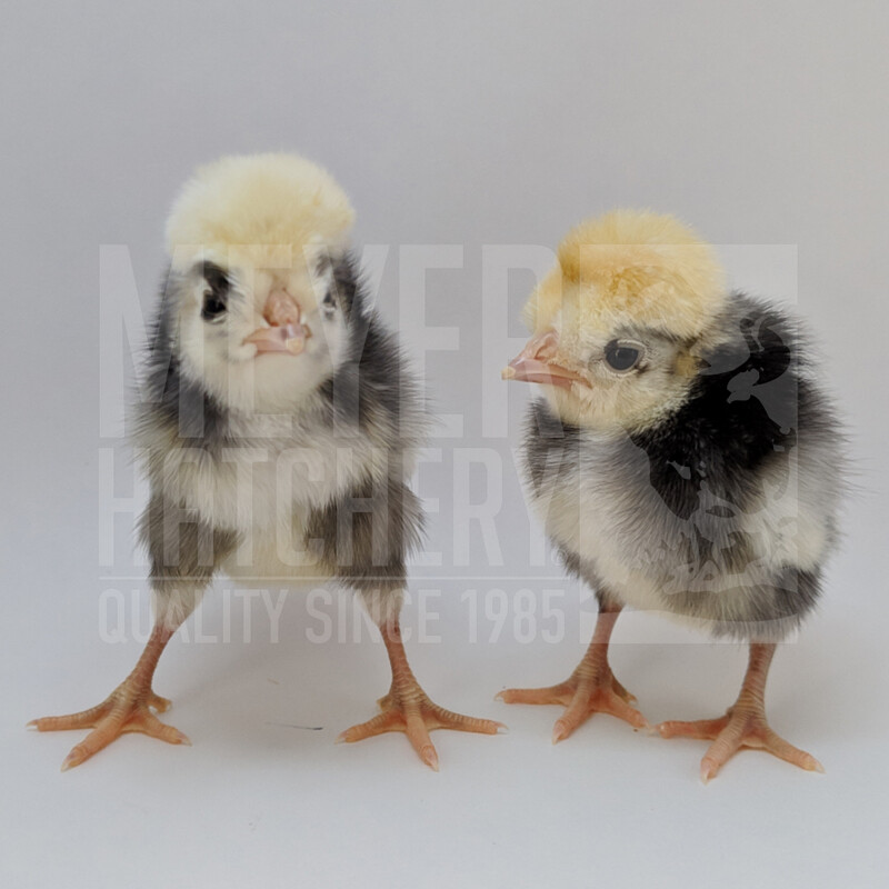 White Crested Black Polish Bantam Hatching Eggs