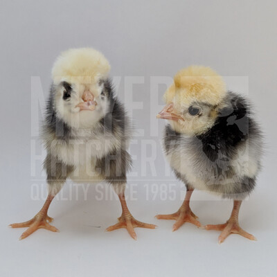 White Crested Black Polish Bantam Hatching Eggs