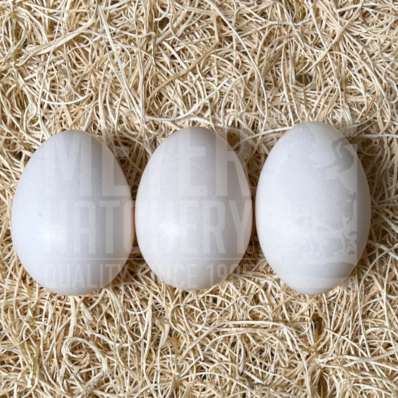 White Crested Black Polish Bantam Day Old Chicks