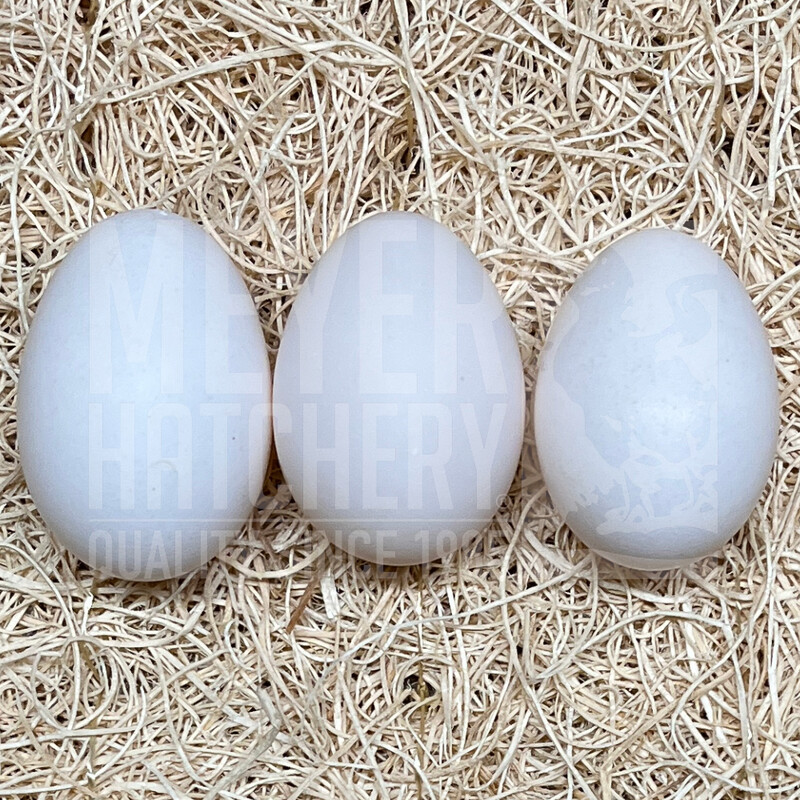 White Crested Blue Polish Day Old Chicks