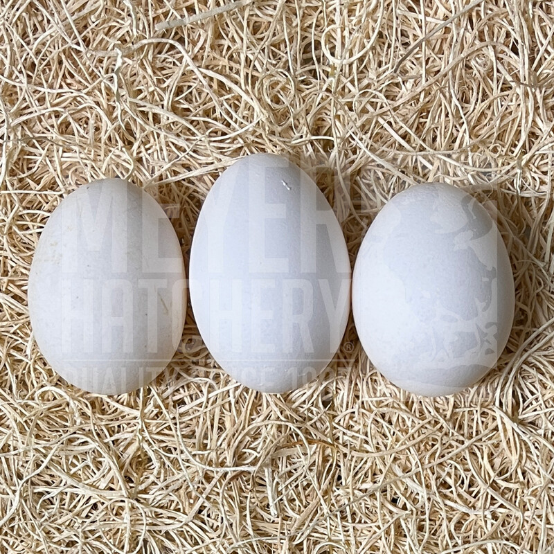 Buff Laced Polish Day Old Chicks