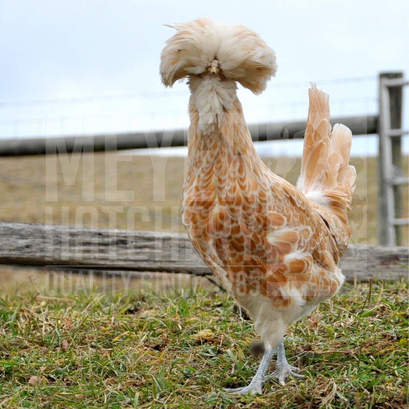 Buff Laced Polish Hatching Eggs