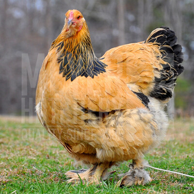 Buff Brahma Hatching Eggs - Currently Unavailable