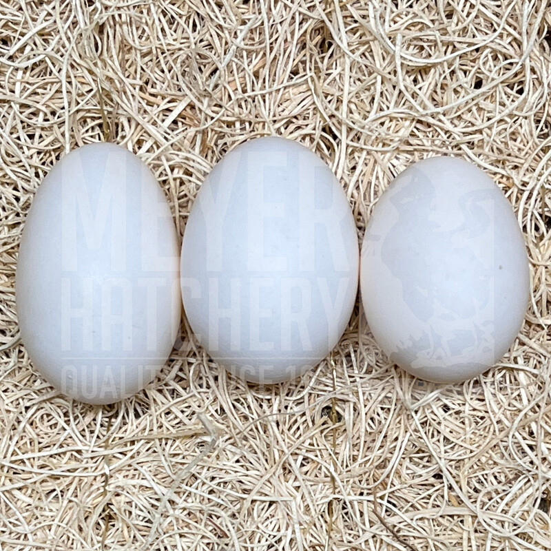 White Sultan Day Old Chicks