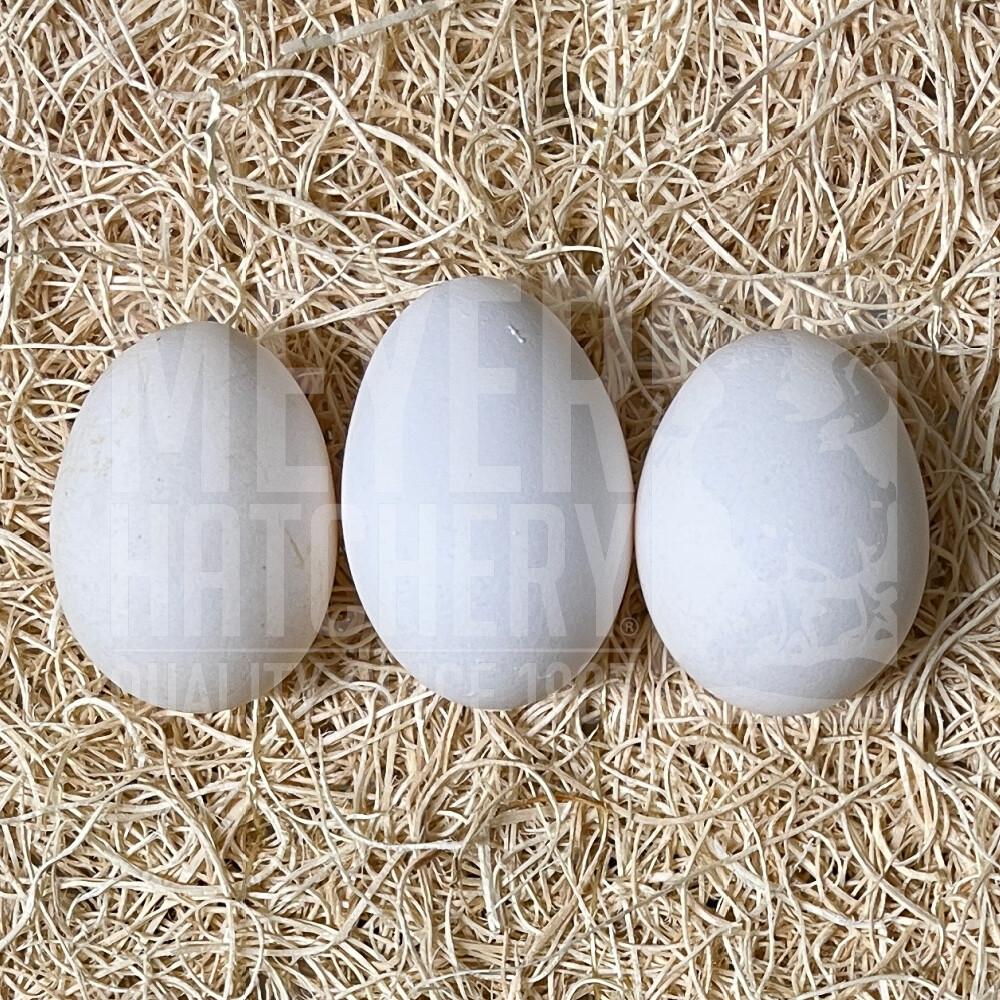 Buff Laced Polish Hatching Eggs