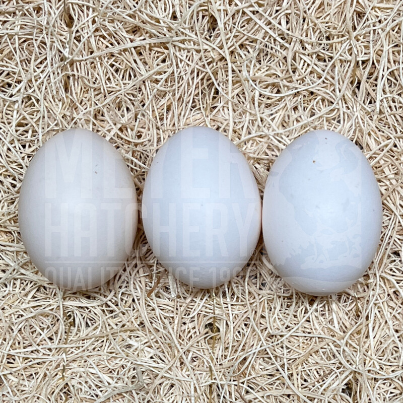 Egyptian Fayoumis Day Old Chicks