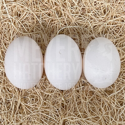 Light Brown Leghorn Hatching Eggs
