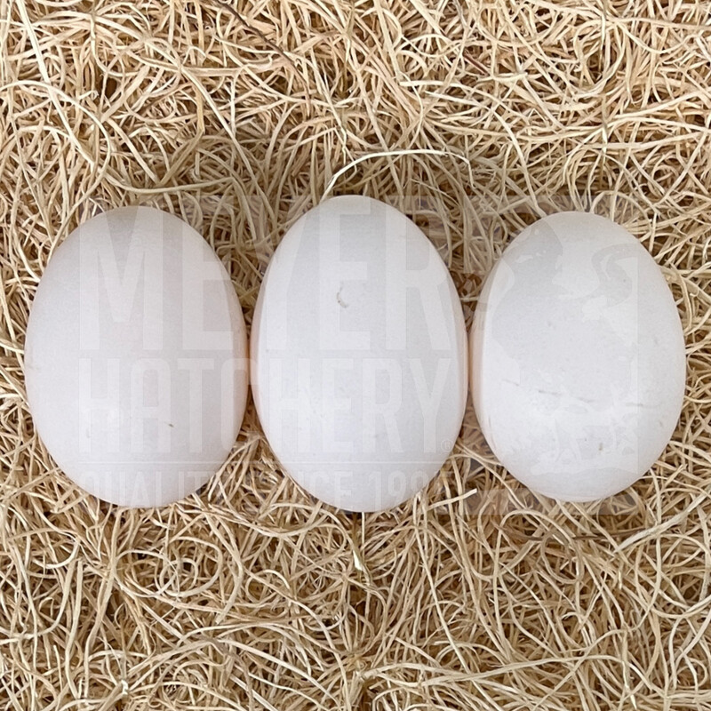 Light Brown Leghorn Day Old Chicks