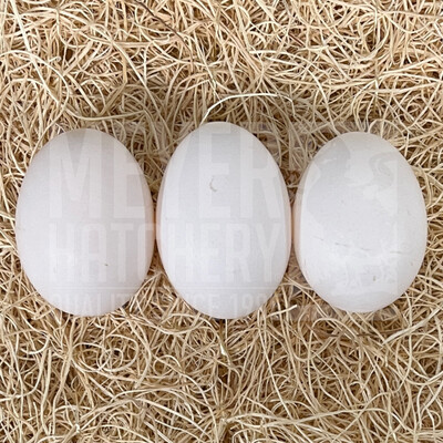 Light Brown Leghorn Day Old Chicks