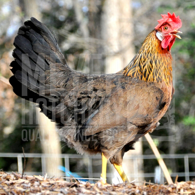 Light Brown Leghorn Hatching Eggs
