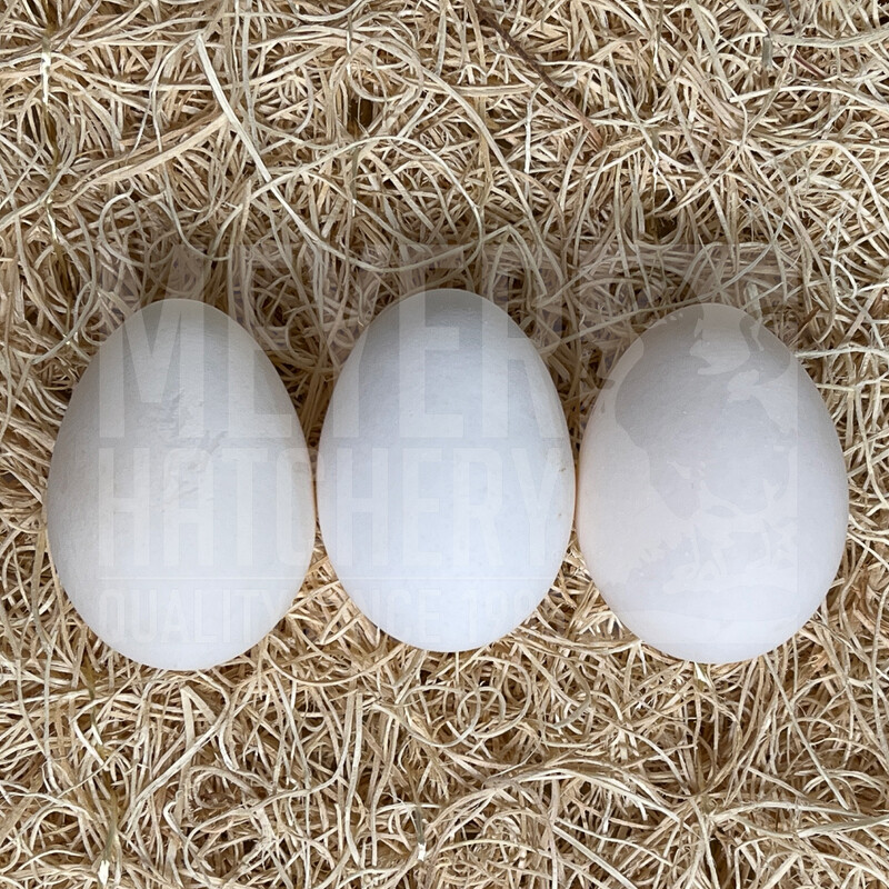Exchequer Leghorn Day Old Chicks