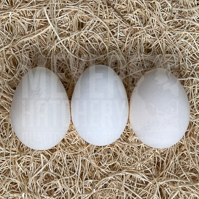 Exchequer Leghorn Day Old Chicks